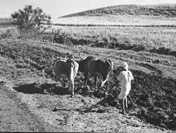 farmer_africa