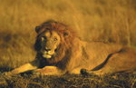 lion_africa