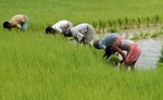 india farmers in africa